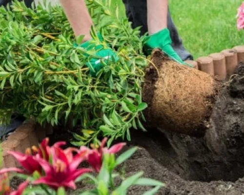 Shrub Planting