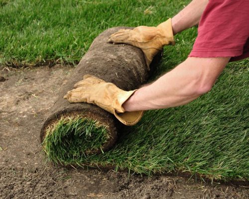 Sod Installation