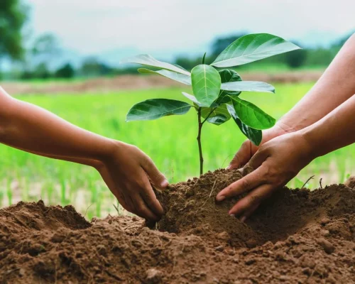 Tree Planting