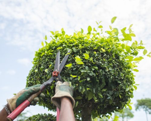 Tree-trimming