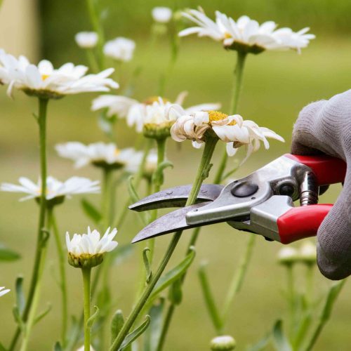 pruning plants2